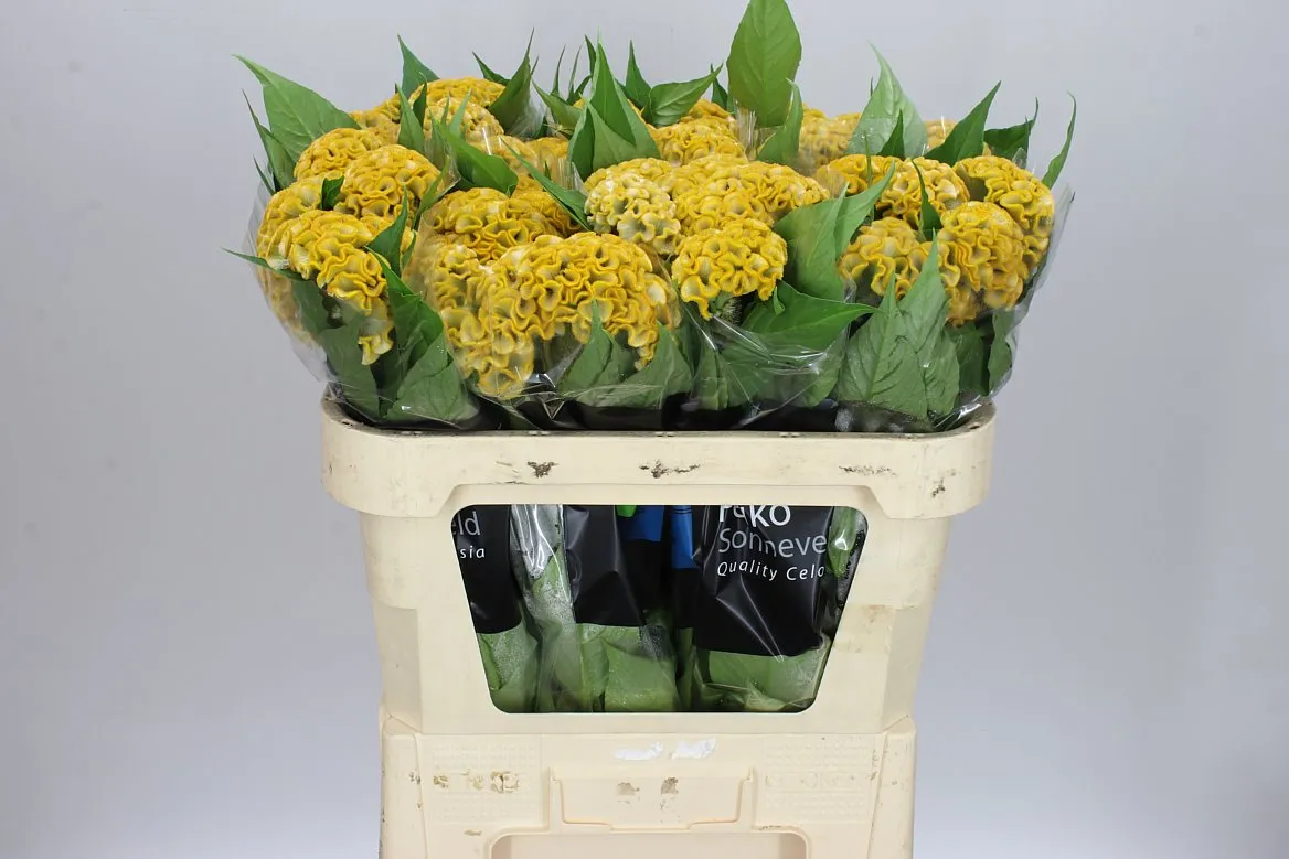 Celosia Inca • 70 cm