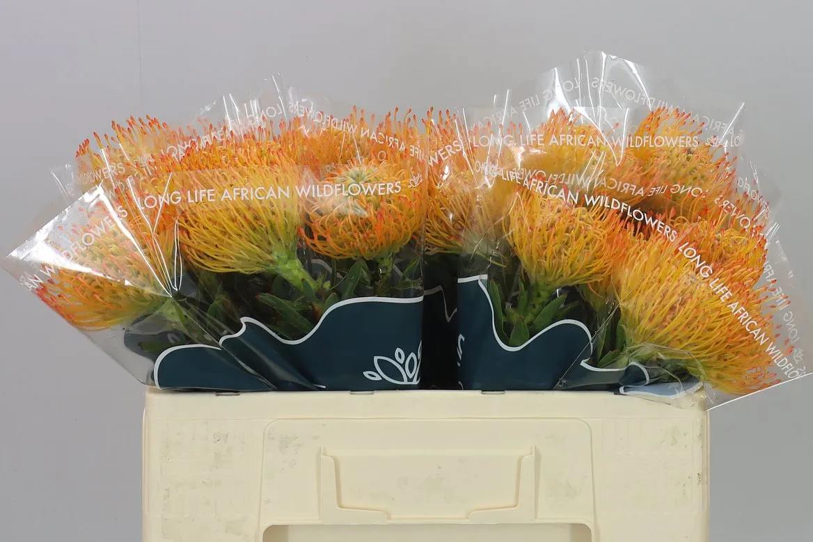 Leucospermum Ayoba Sun • 50 cm