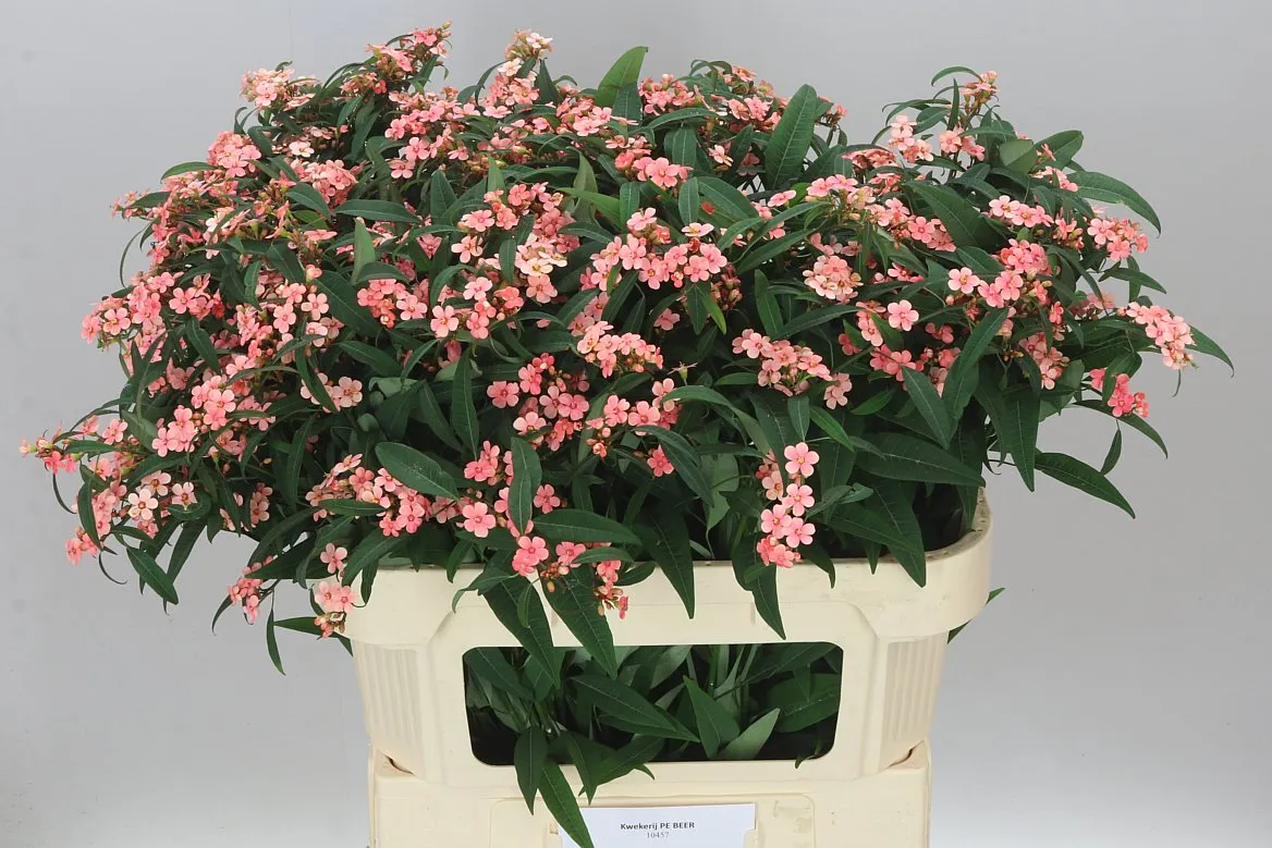 Euphorbia F T Pink Baron • 80 cm