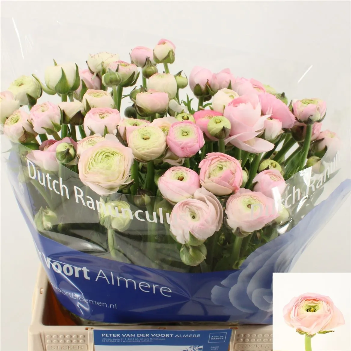 Iskerník Pink • 40 cm