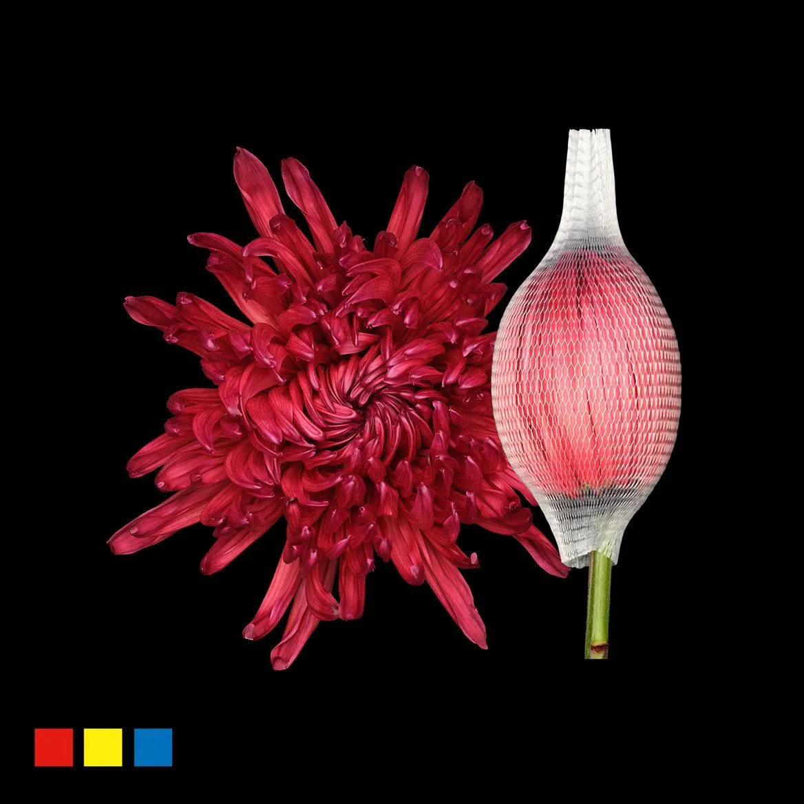Chryzantéma veľkokvetá Stravina Bordeaux • 70 cm