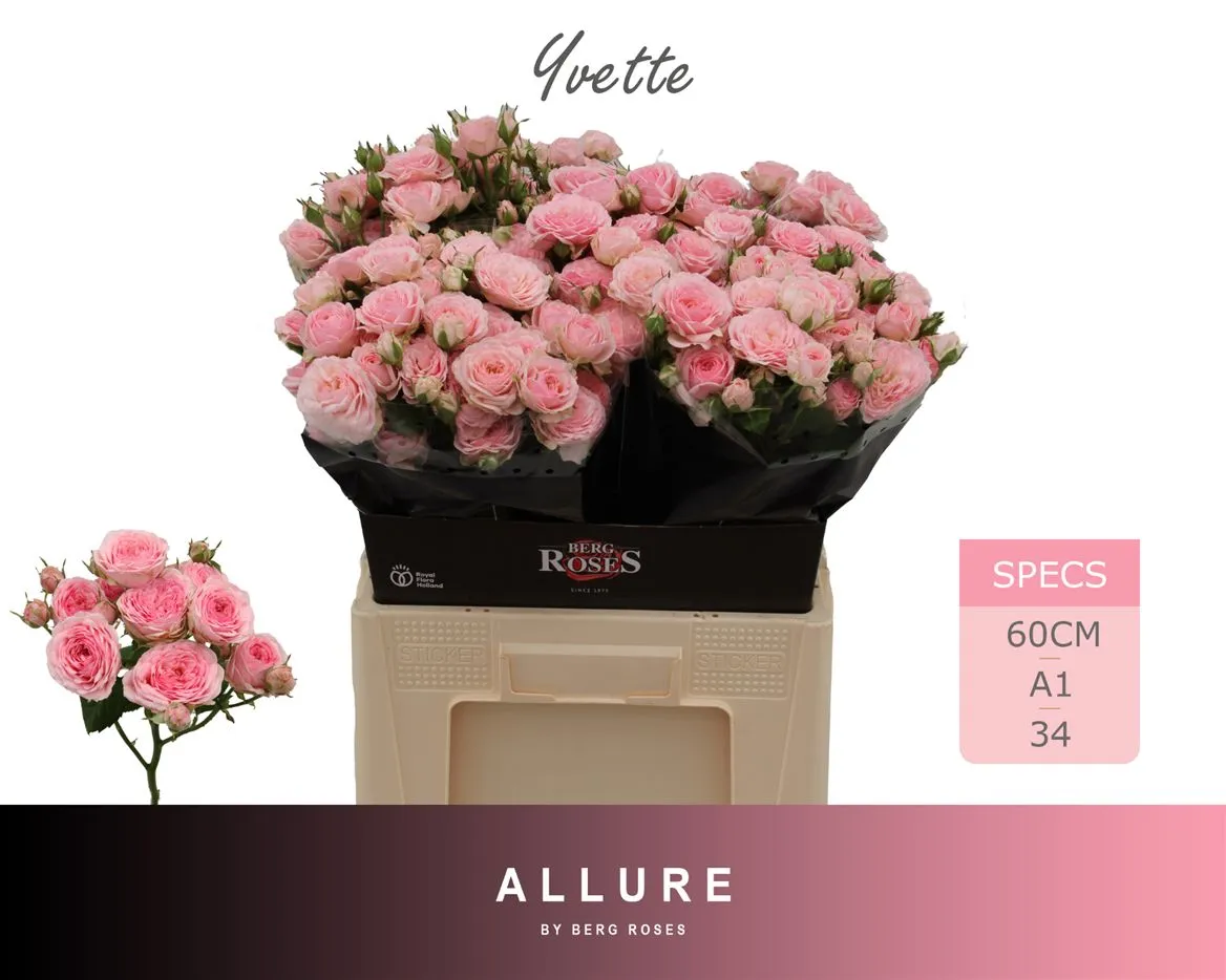 Ruža trsová Yvette X5 • 60 cm