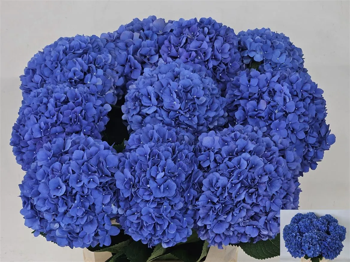 Hyd Pimpernel • 80 cm