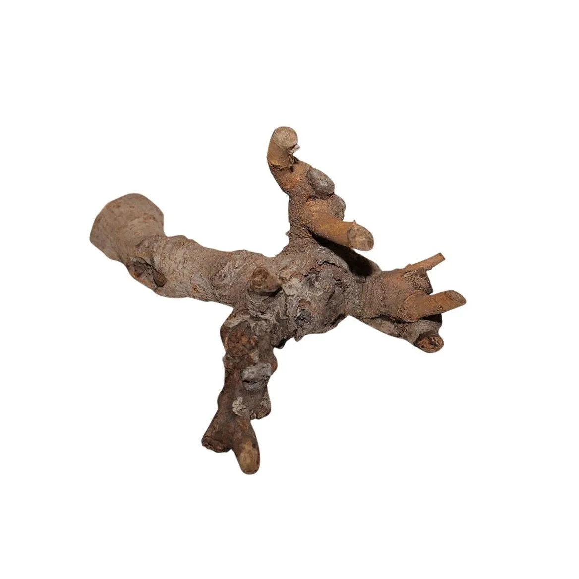Koreň Kuwa hnedý 30 cm