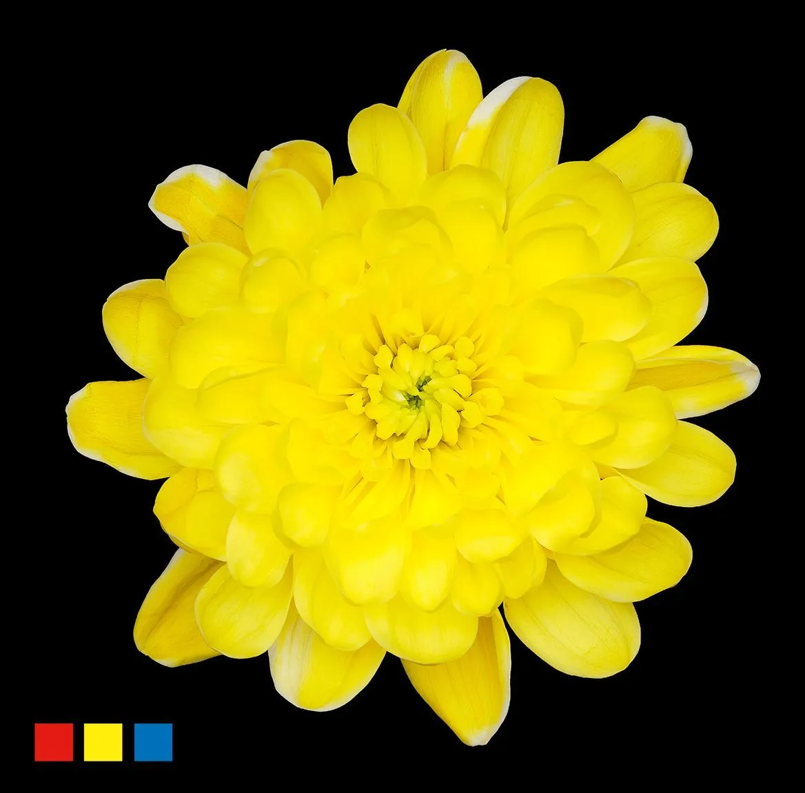 Chryzantéma trsová Altaj Yellow • 70 cm