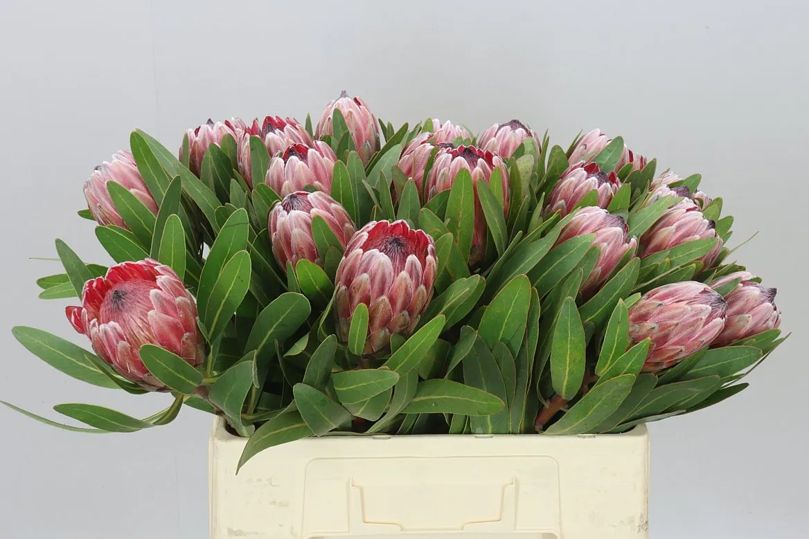 Protea Pink Ice • 60 cm