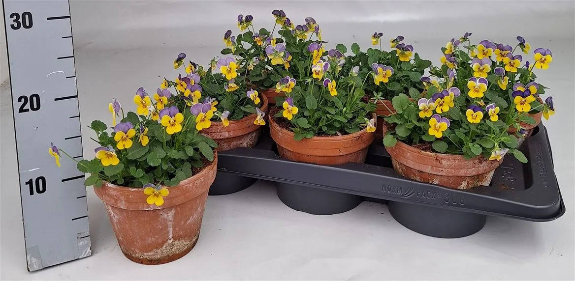 Viola Cornuta Yellow Violet Wing • črepník 15 cm