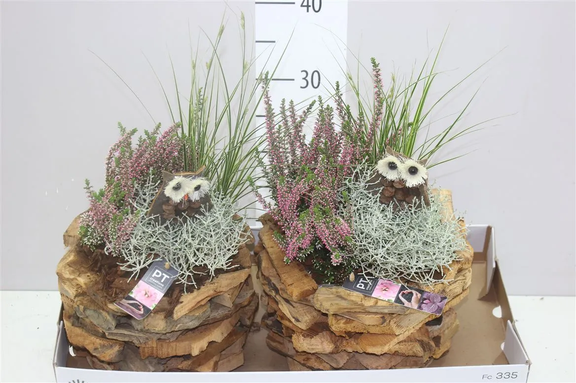 Arr Tuinplanten In Hout • črepník 24 cm