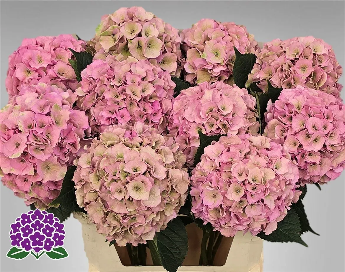 Hyd Palace Classic • 80 cm