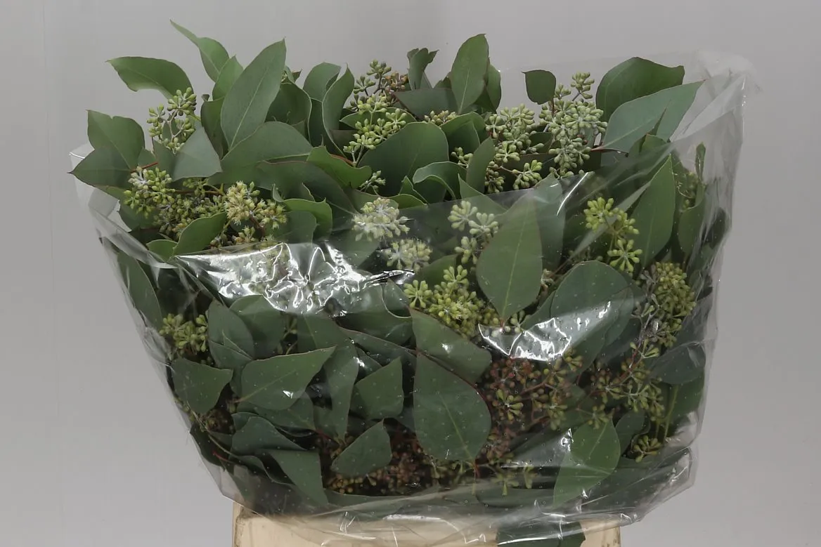 Eukalyptus Populus Berries Short • 55 cm