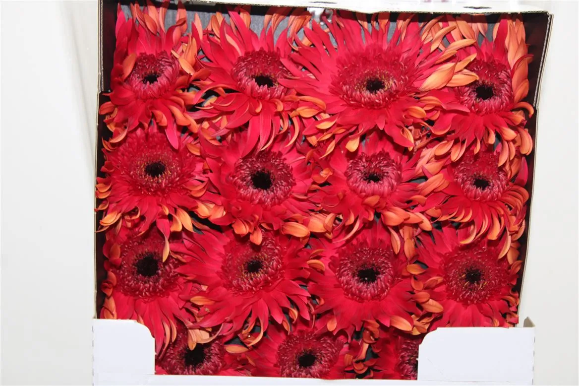 Gerbera Diamond Pasta Foxy • 55 cm