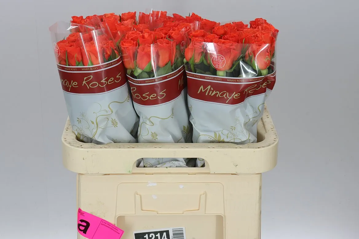 Rosa Gr Patz • 60 cm