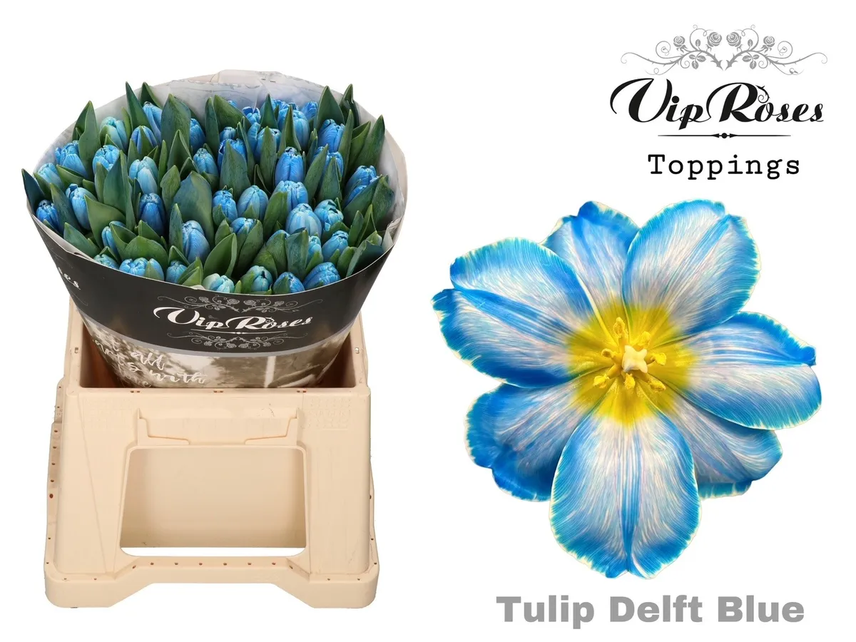 Tulipán jednoduchý A Delft Blue • 40 cm