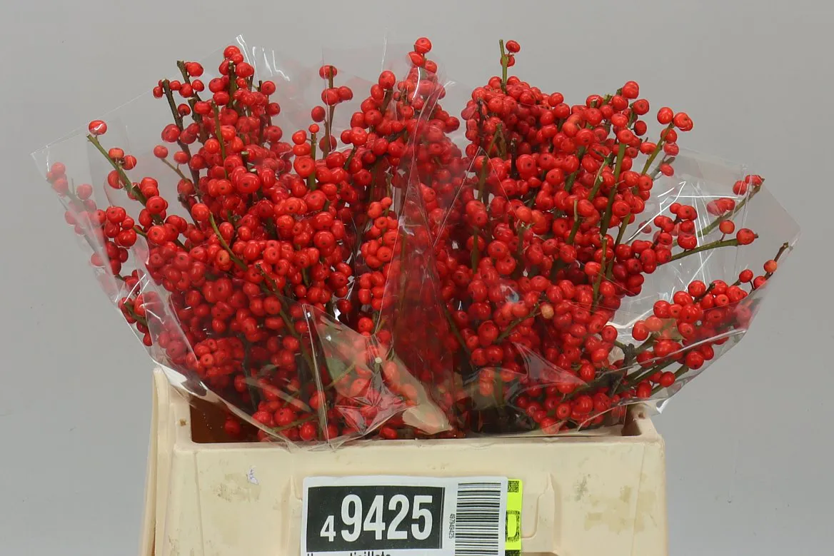Ilex Verticillata • 40 cm