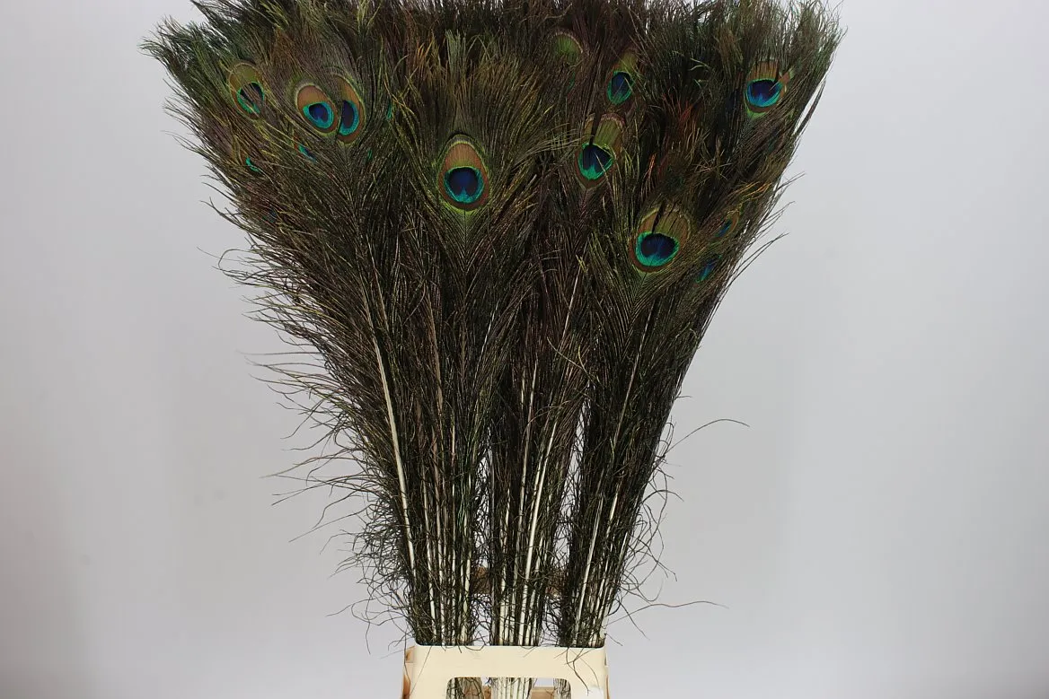 Peacock Feathers • 100 cm