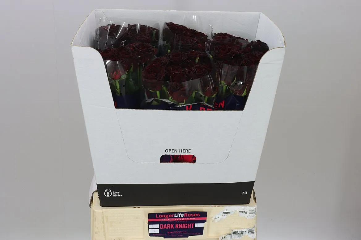 Rosa Gr Dark Knight • 70 cm