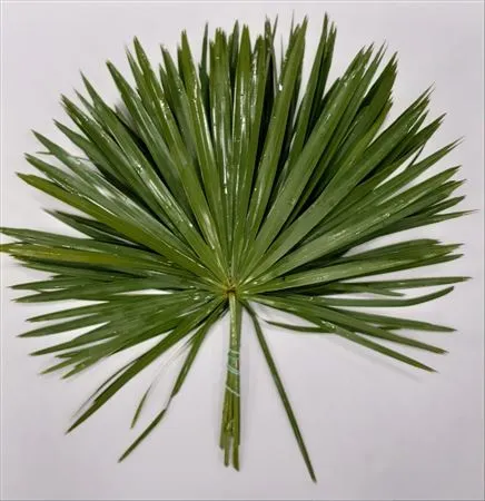 Palmblad X25 • 55 cm