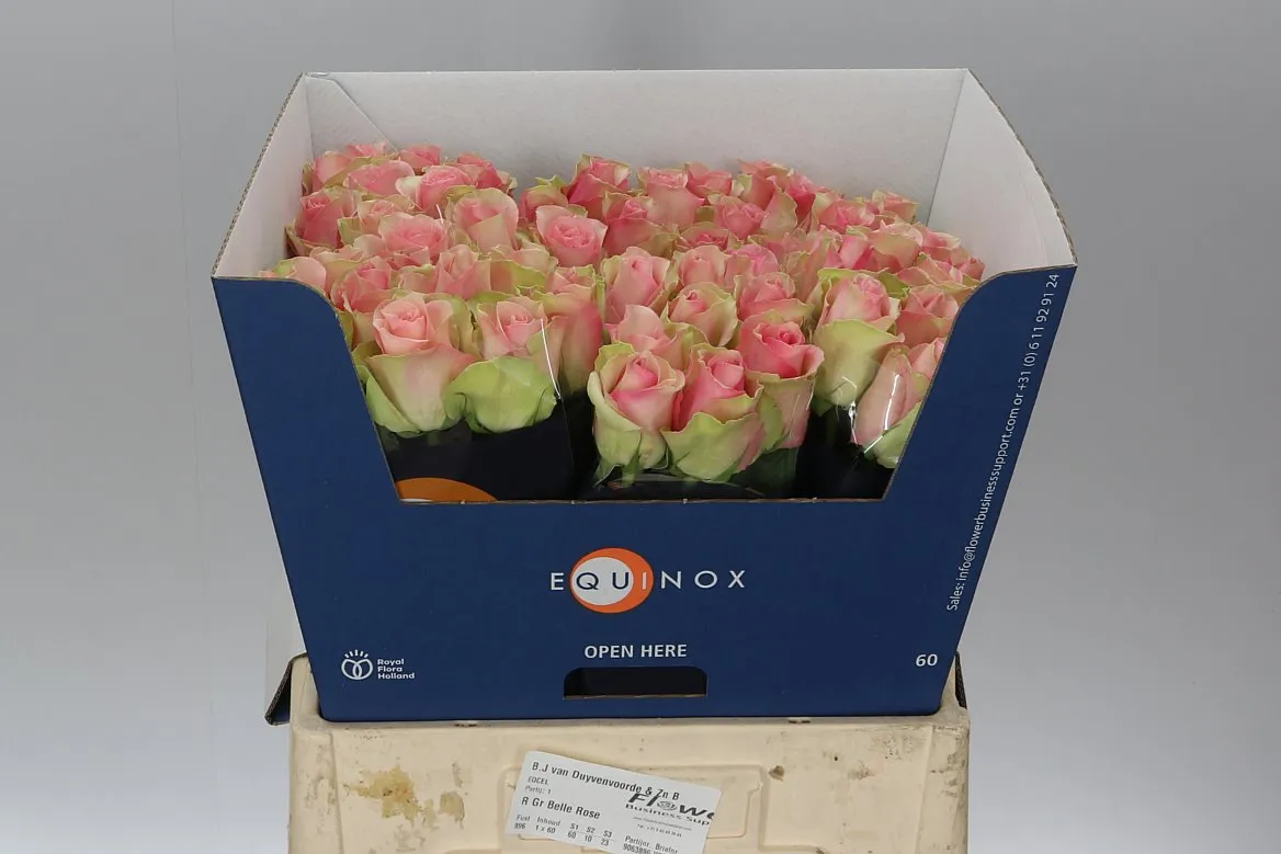 Ruža Belle Rose Ex • 60 cm
