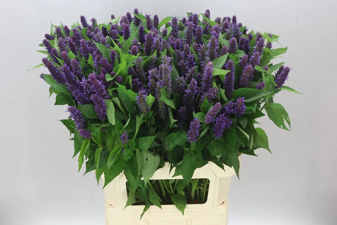 Agastache Blue A2 • 85 cm