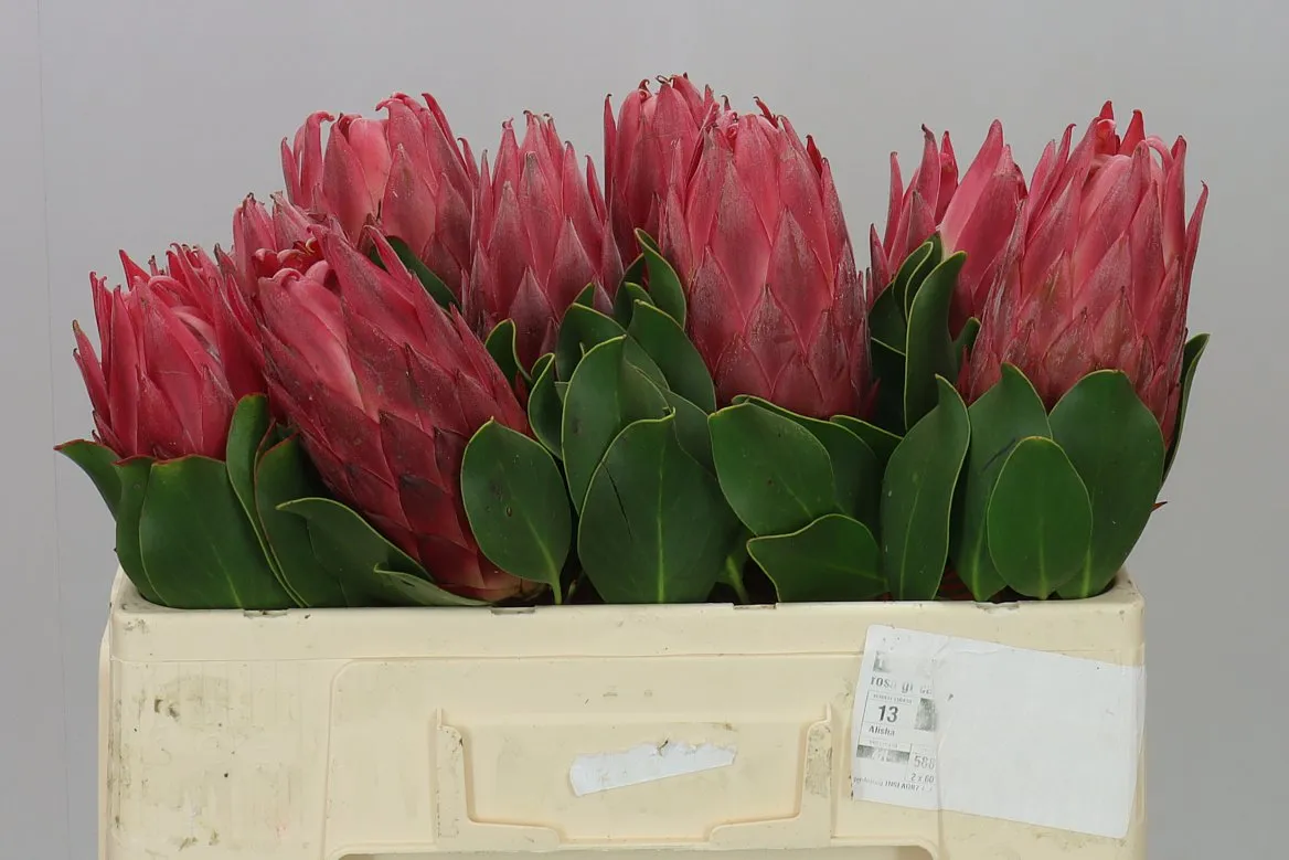 Protea Red Rex • 50 cm