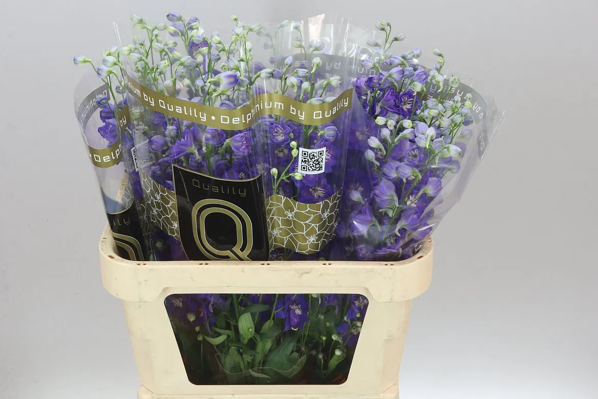 Delph El Emerald • 80 cm