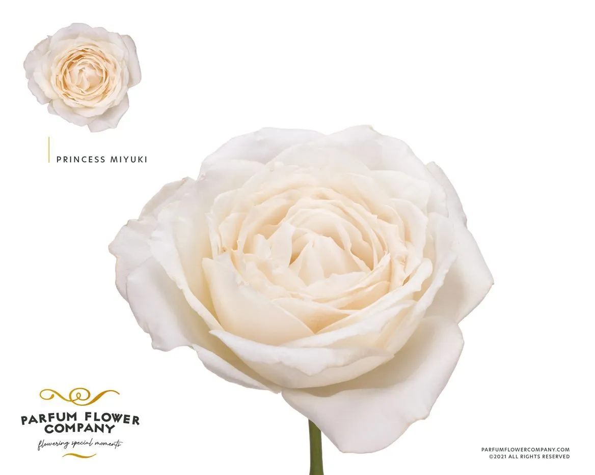 Rosa Gar Princess Miyuki • 50 cm