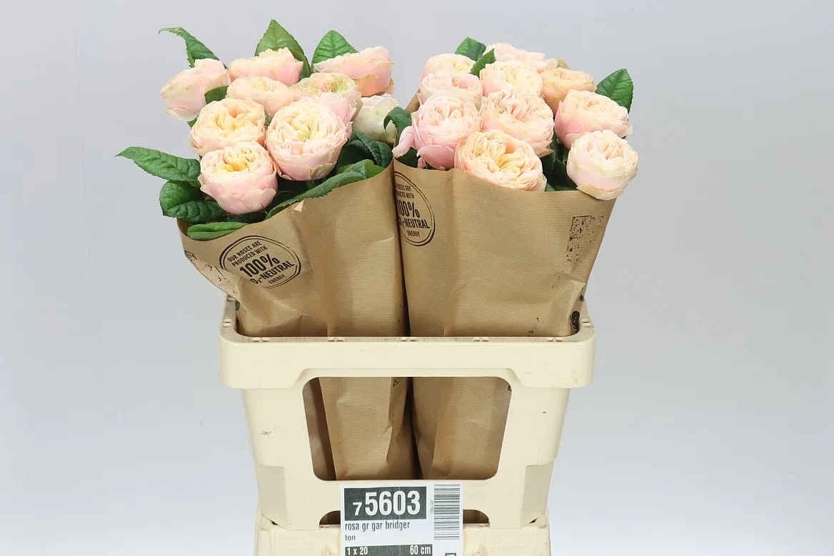 Rosa Gar Bridgerton • 60 cm