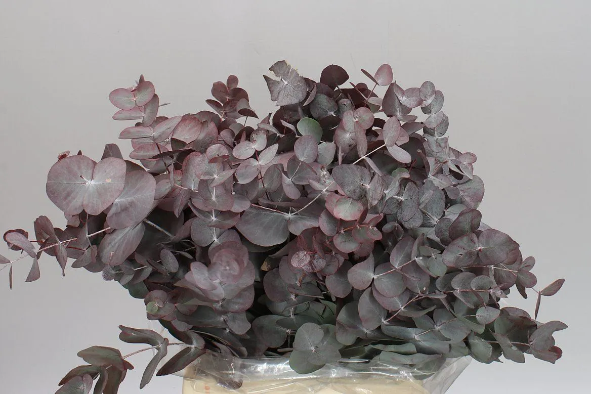 Eukalyptus Cinerea Abs Red Short • 50 cm