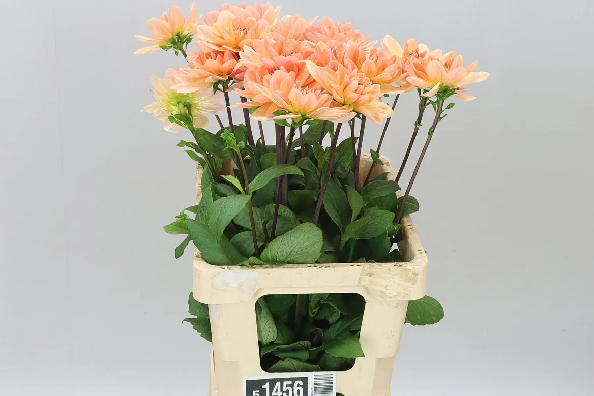 Georgína Yvonne • 65 cm