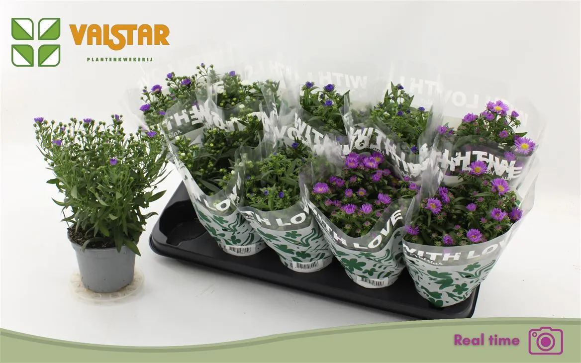 Aster Starlite mix • črepník 12 cm