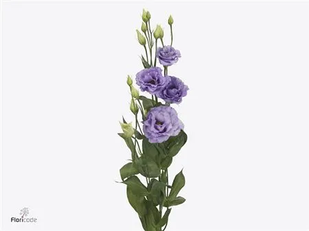 Eus G Cor Lavendel (it) • 72 cm