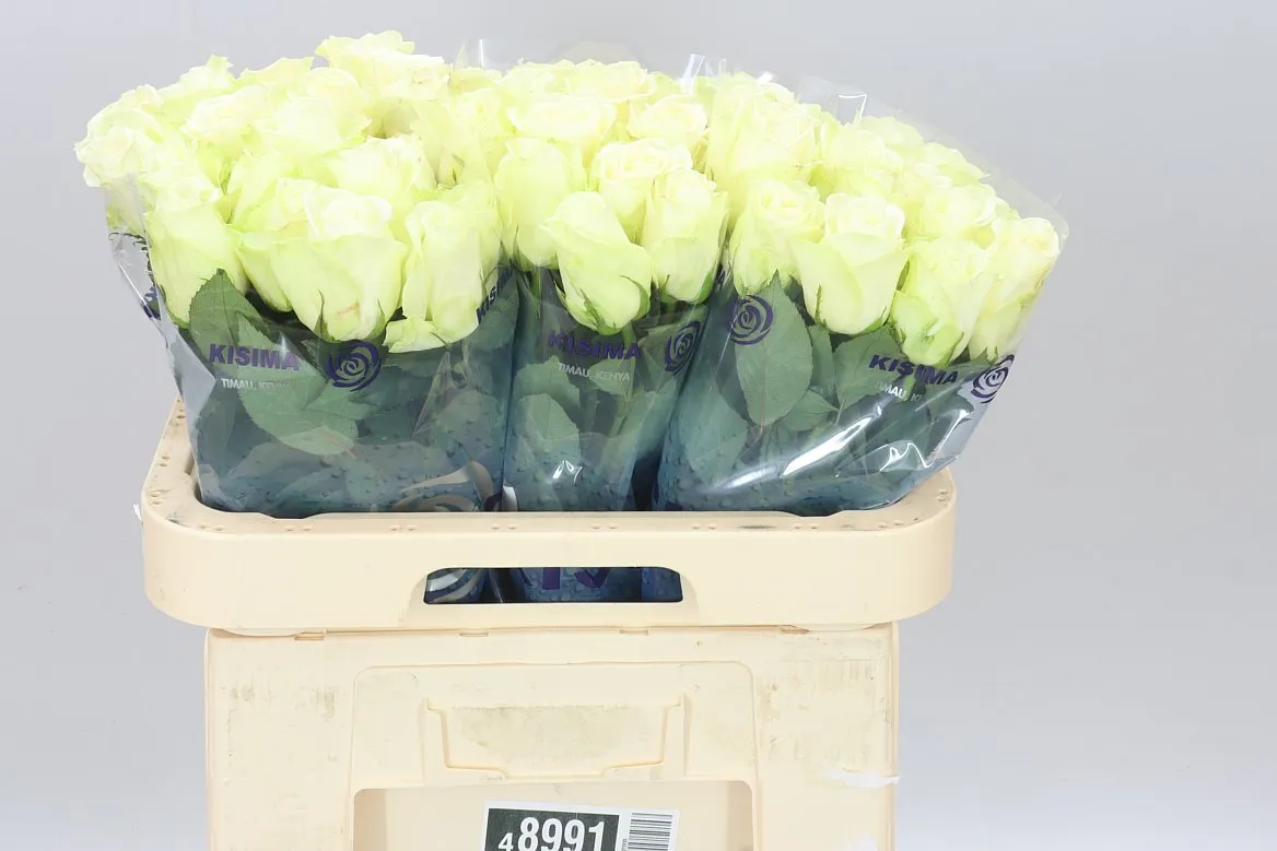 Rosa Gr Snowstorm • 60 cm