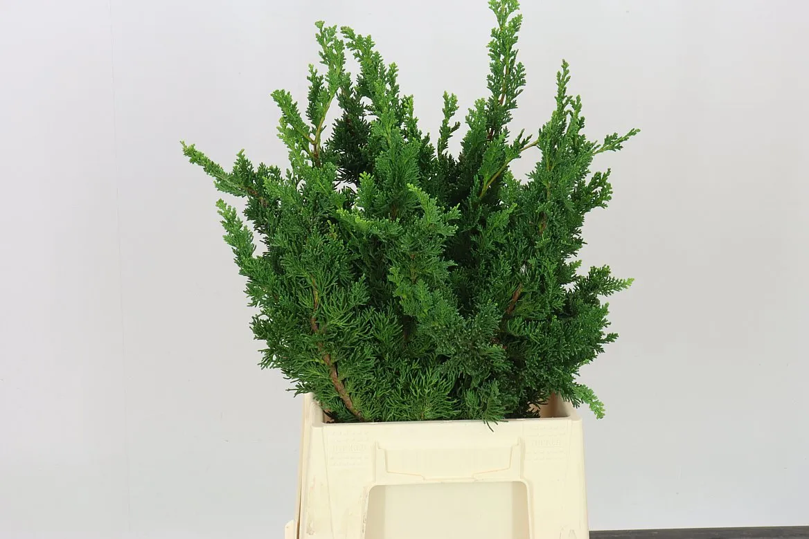 Cyprušteka Wisselii 1,5 kg