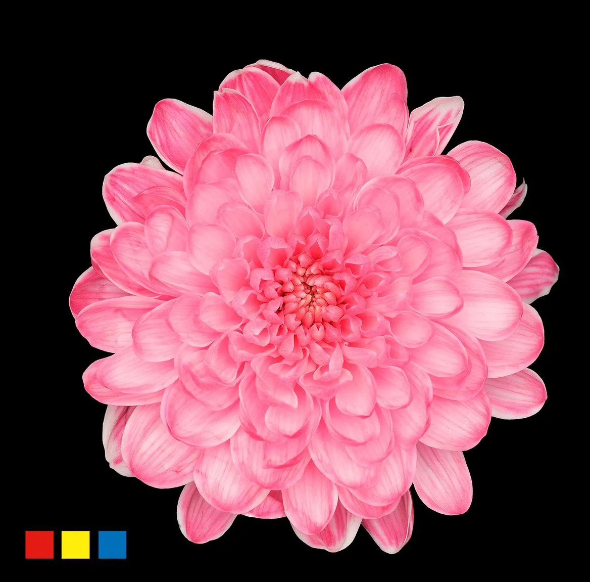 Chryzantéma trsová Altaj Hotpink • 70 cm