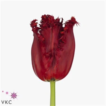 Tulipán strapkatý Indiana