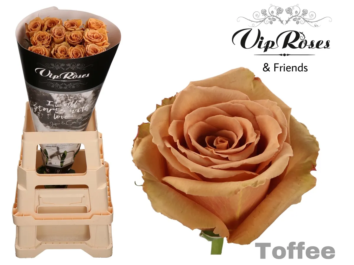 Ruža Toffee • 60 cm