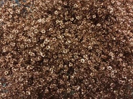 Gypsofila Million Star farbená Copper