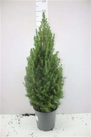 Picea Gl Conica • črepník 24 cm
