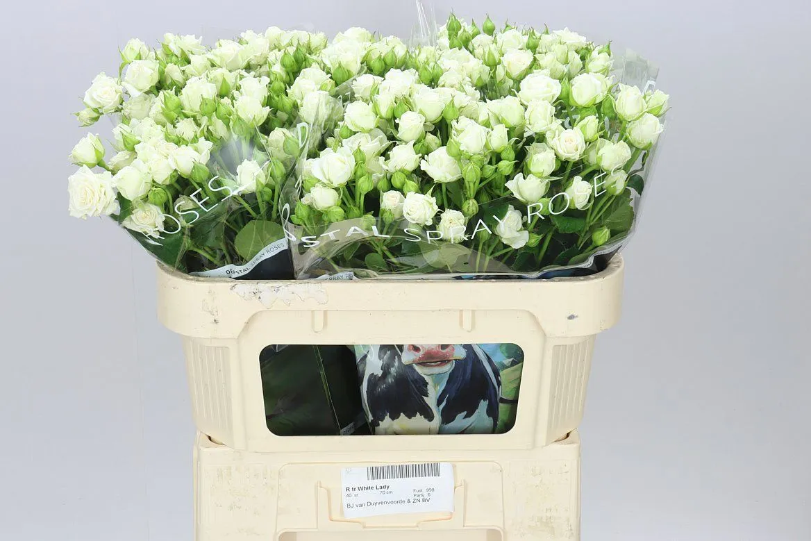 Rosa Tr White Lady • 60 cm