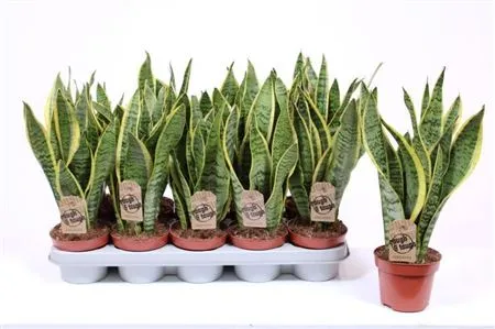 Sansevieria Laurentii • črepník 12 cm