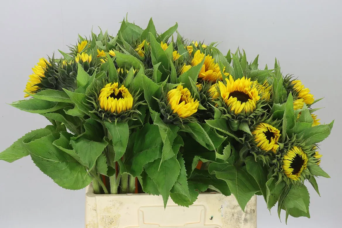 Helianthus A Sun Orange • 65 cm