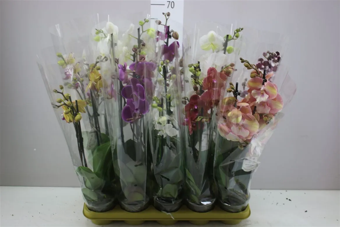 Orchidea Phalaenopsis mix, 3 výhony • črepník 12 cm