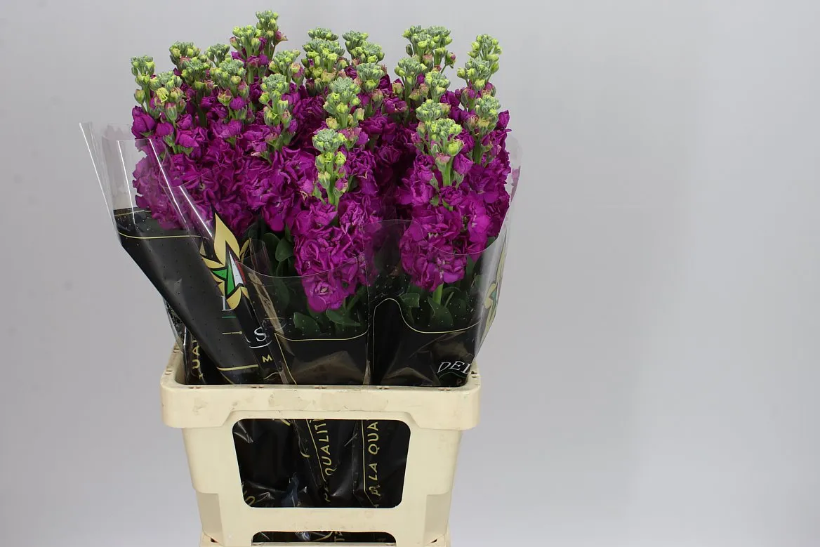 Matthiola Red Imp • 70 cm