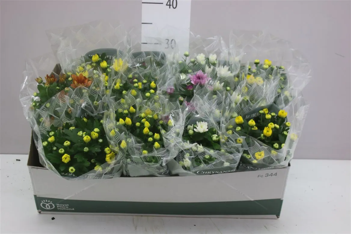 Chrysanth Gemengd • črepník 12 cm