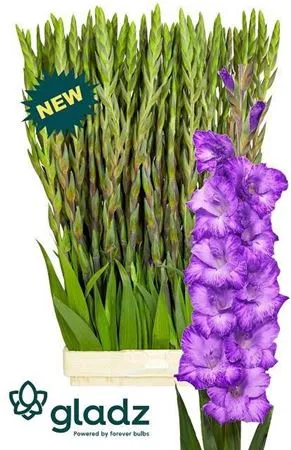 Glad Mauve Muse • 120 cm