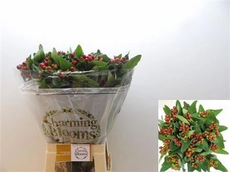 Hyperikum Mag Seasons • 70 cm