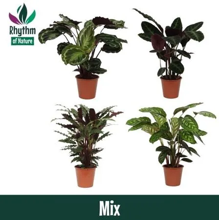 Calathea Gemengd • črepník 19 cm