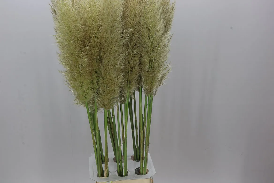 Cortaderia • 120 cm