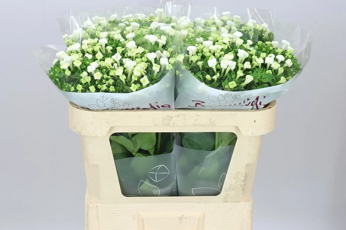 Bouv En White Sensation • 70 cm