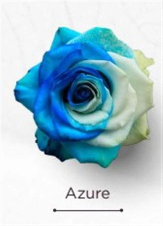 Ruža farbená Azure, Ekvádor • 50 cm